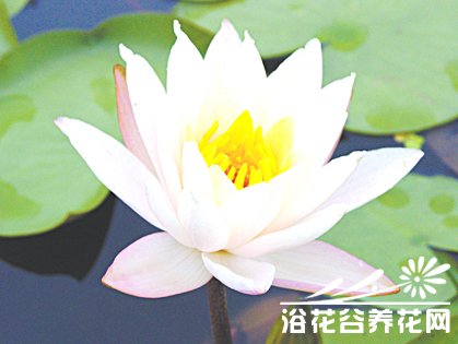 ƽ(peace lily)