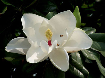 ɻ Magnolia grandiflora