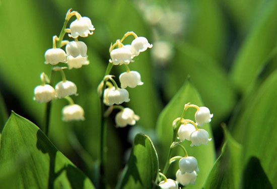瑞典的国花:铃兰