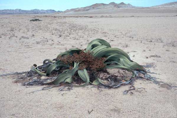 ֲĻʯ——(Welwitschia mirabilis)