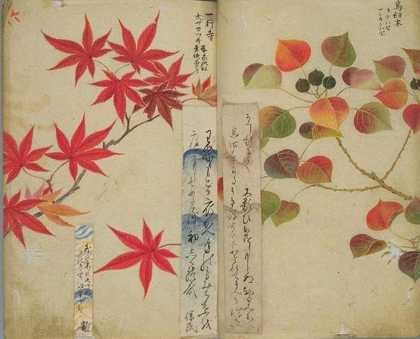 文化 花卉美学 秋天的植物,变化最丰富的便是叶子了,银杏,五角枫