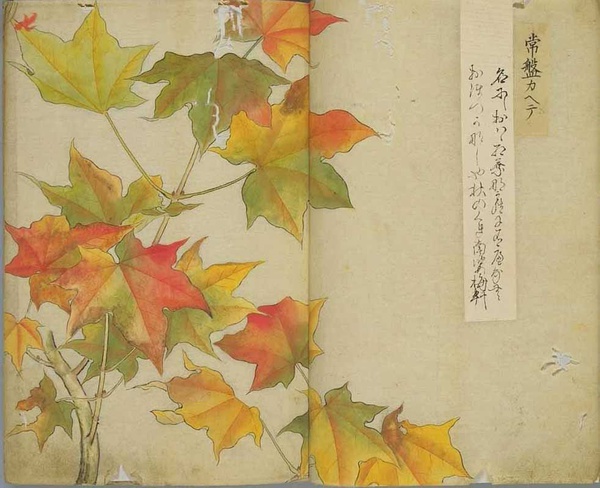 文化 花卉美学 秋天的植物,变化最丰富的便是叶子了,银杏,五角枫