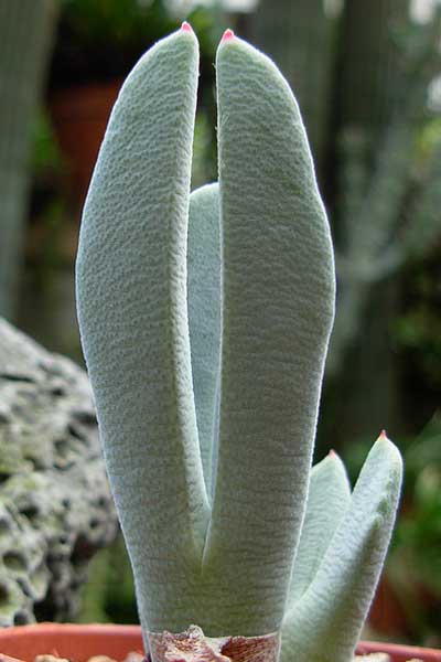 Ϻǯ(Cheiridopsis denticulata)