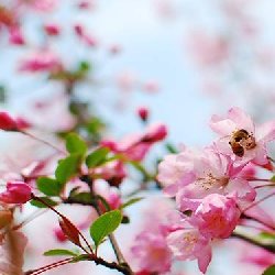 北京春季赏花地点推荐及赏花攻略